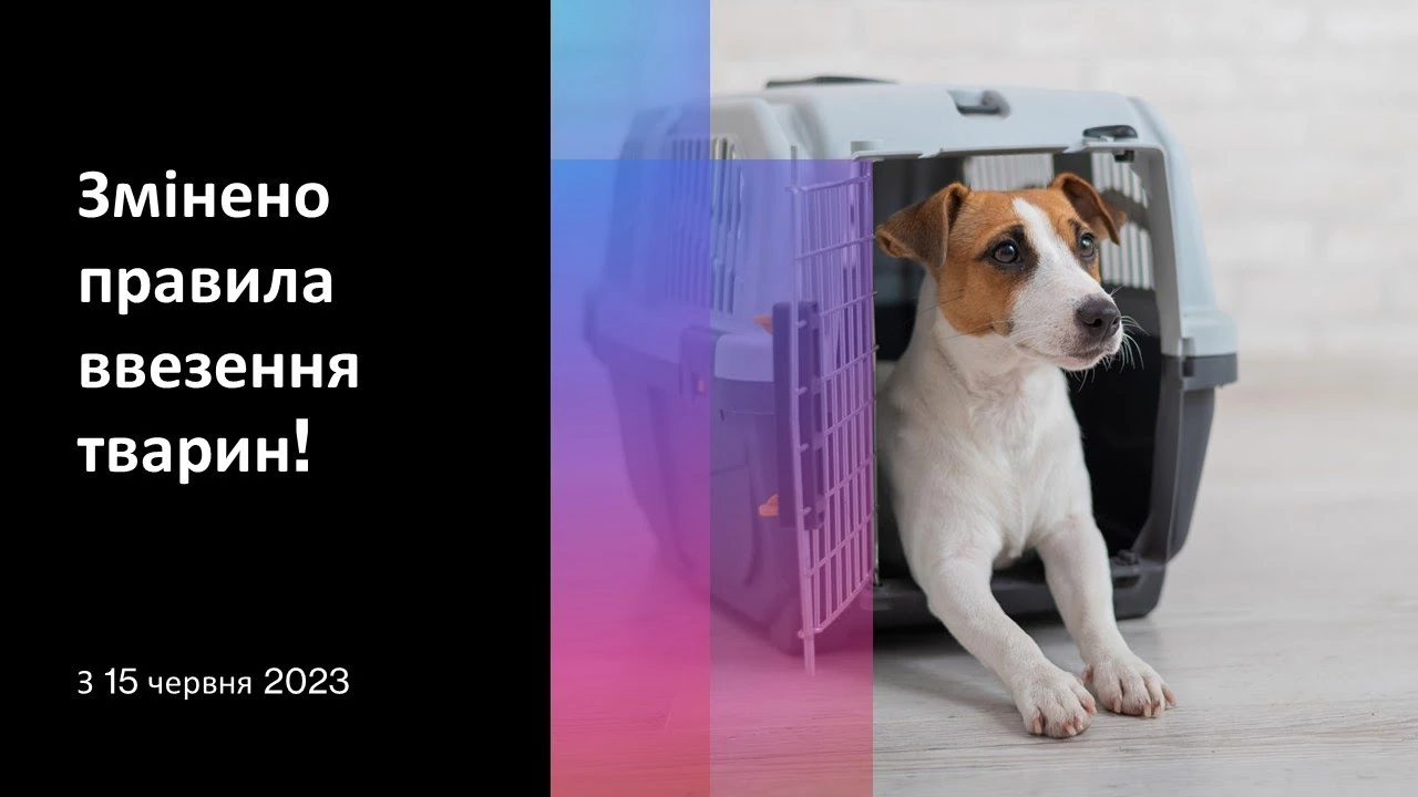Подорож із твариною з України до Нідерландів: вимоги після скасування послаблень
